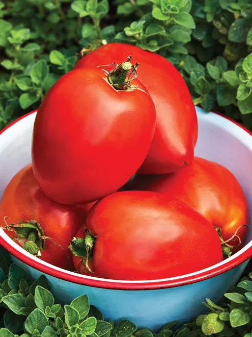 Tomato Seeds - Amish Paste