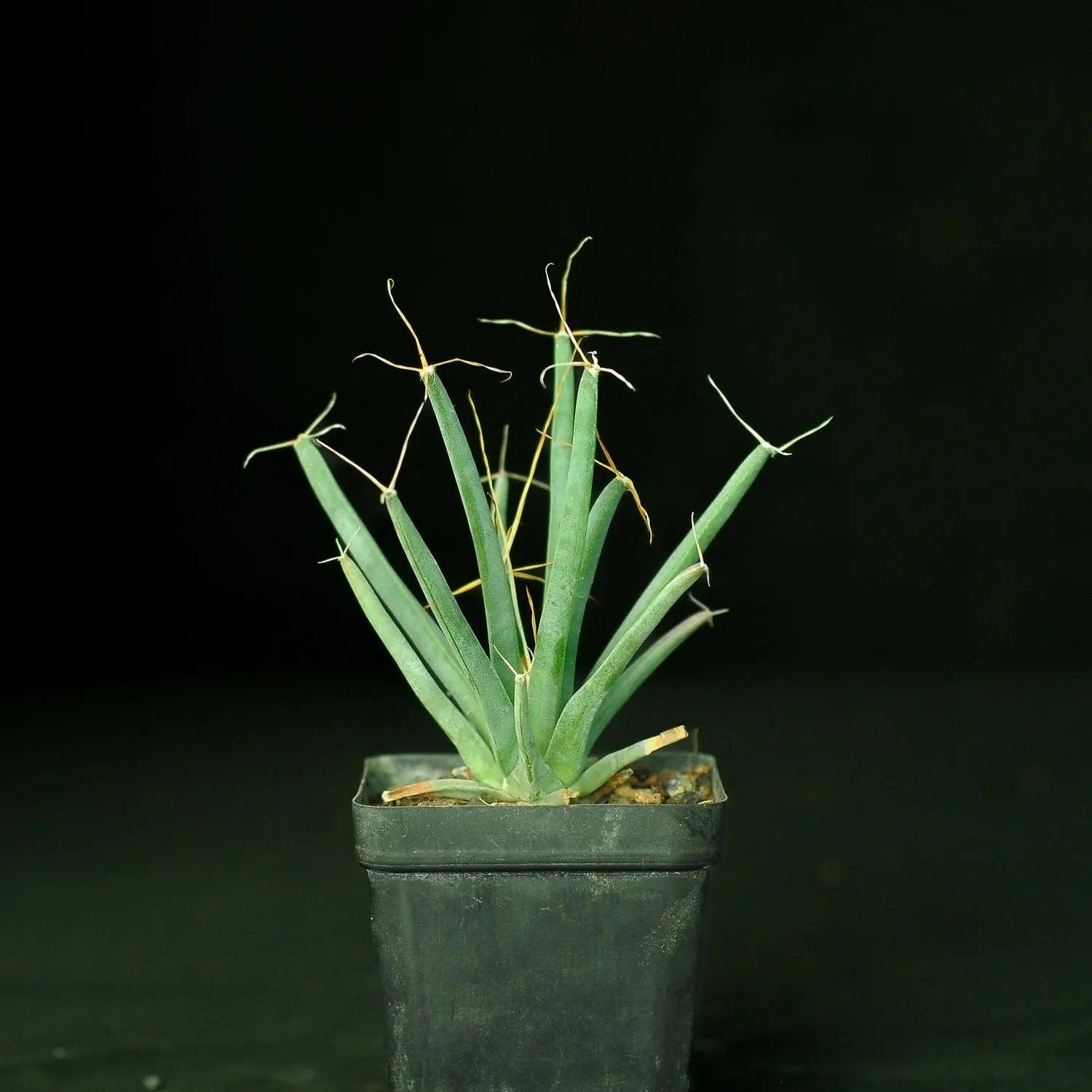 Green Leuchtenbergia Planting Seeds for Garden NON GMO Seeds for planting in home garden