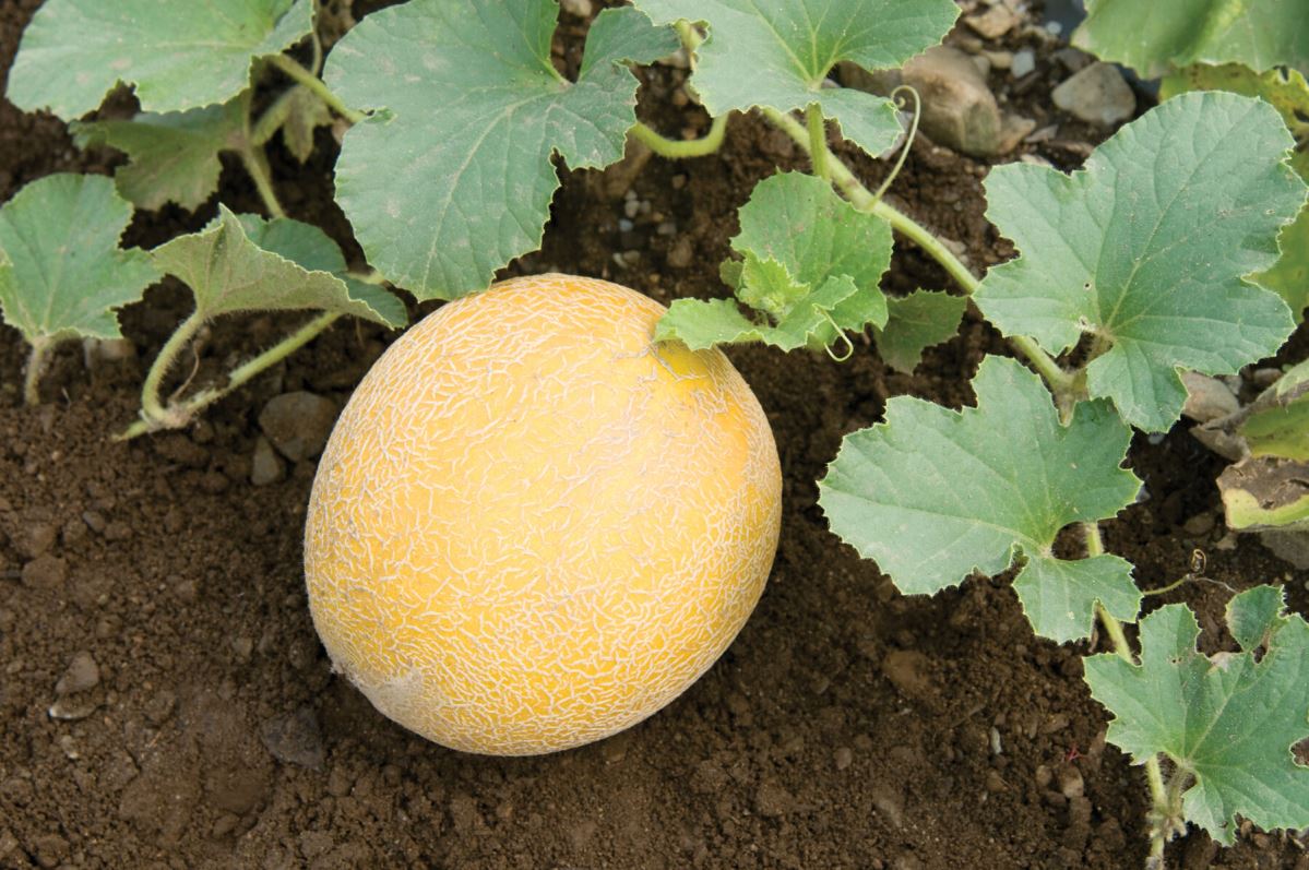 Arava Melon Seeds (Cucumis melo)