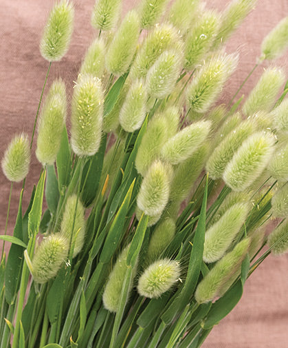 Hare's Tail Grass Ornamental Grass Seed