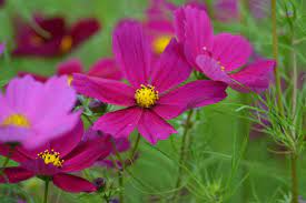 Cosmos 'Dazzler' Seeds for Garden and Container Planting