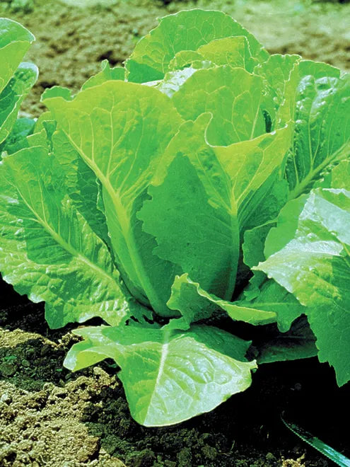 Lettuce Seeds - Paris White Cos