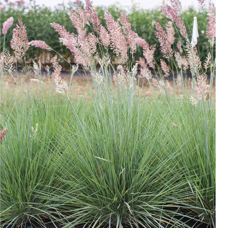 Savannah Grass Ornamental Grass Seed