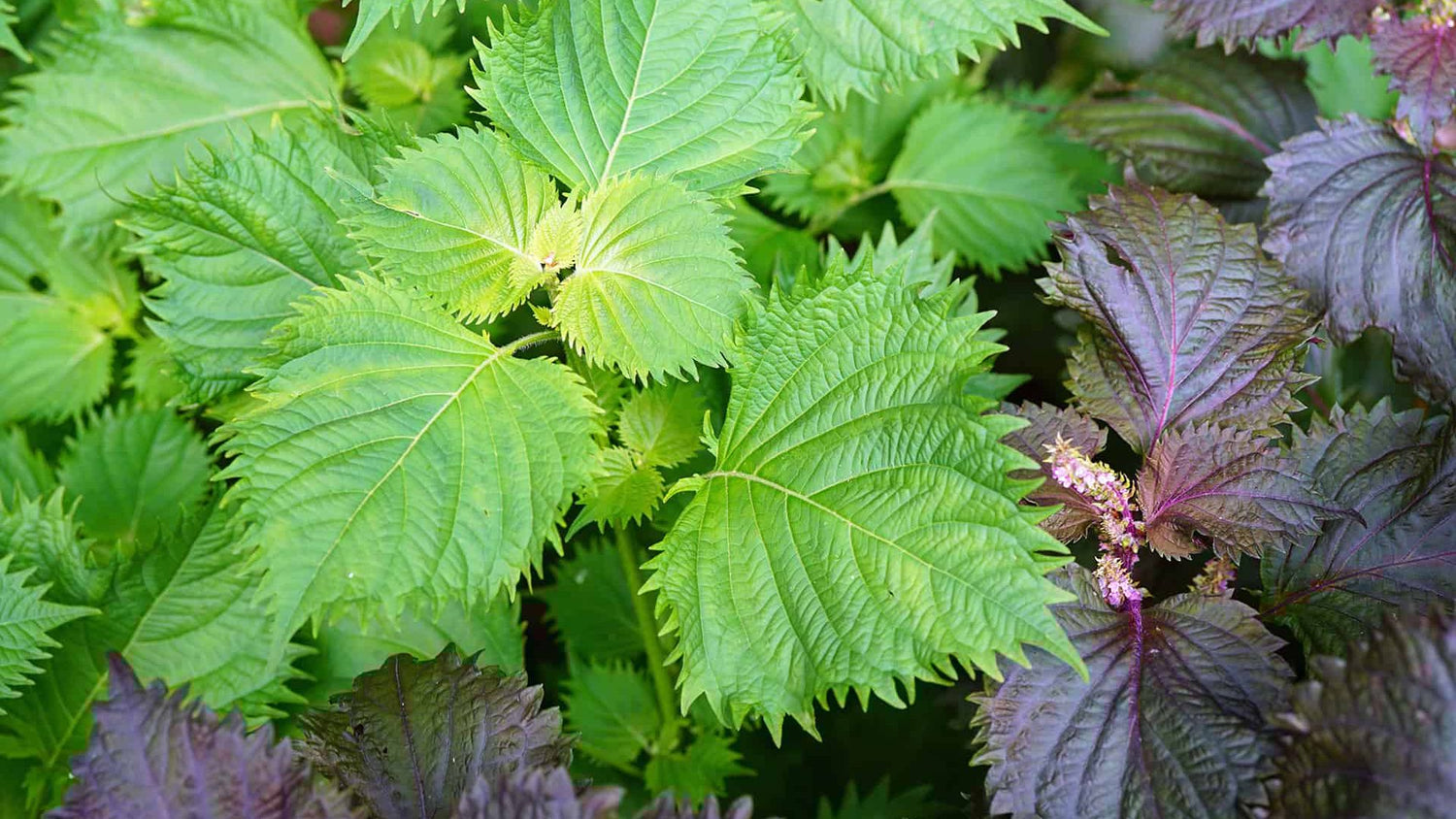 Green Perilla Plant Seeds for Planting-Flavorful Herb Gardens – Fresh Herb for Your Garden