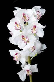 Chinese Cymbidium Orchid Cymbidium species flower seeds for indoor pots and planting