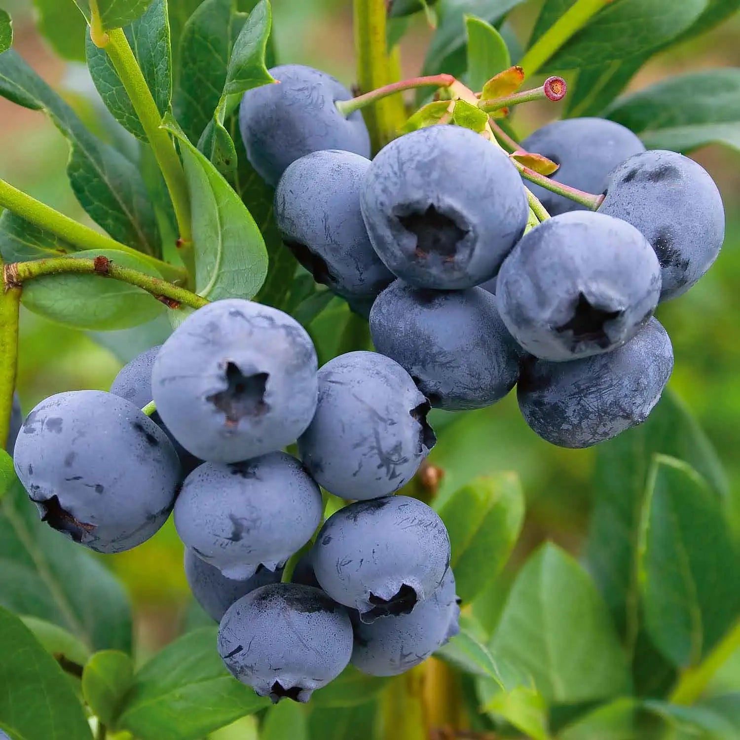 Heidelbeeren Fruit Seeds - Grow Blueberries for a Delicious and Healthy Harvest