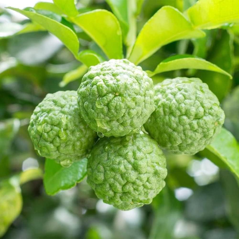 Citrus Hystrix Plant Seeds for Planting and Cultivating Bold and Aromatic Lime Fruits - Heirloom and GMO Free Seeds