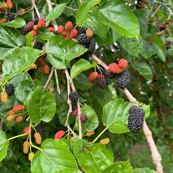 Mulberry Fruit Seeds, Plant for Sweet and Juicy Berries
