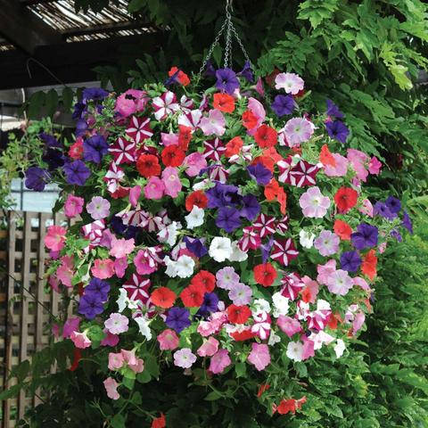 Saga Multicolor Petunia Flower Seeds