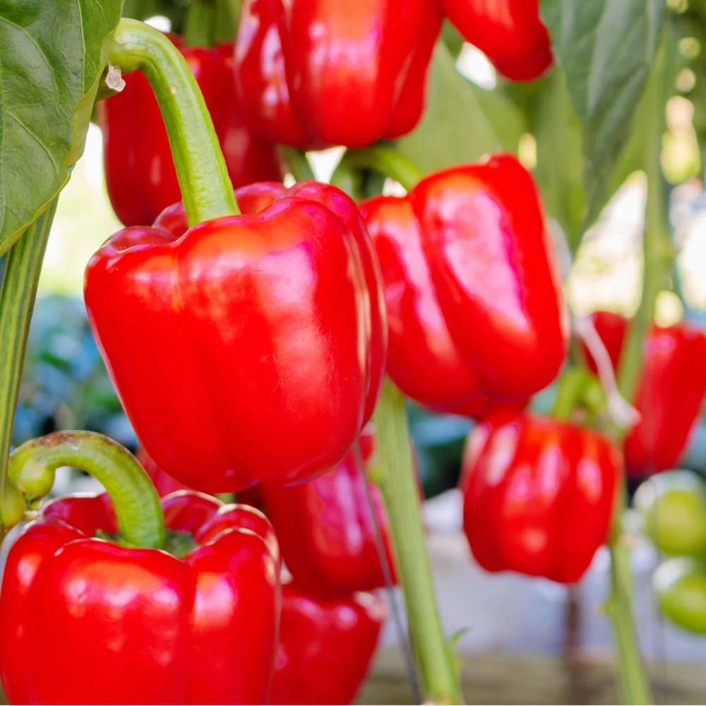 Pepper Capsicum Annuum Sweet Red Cherry Vegetable Seeds for Planting – 85 Days to Harvest for Home Garden and Fresh Eating