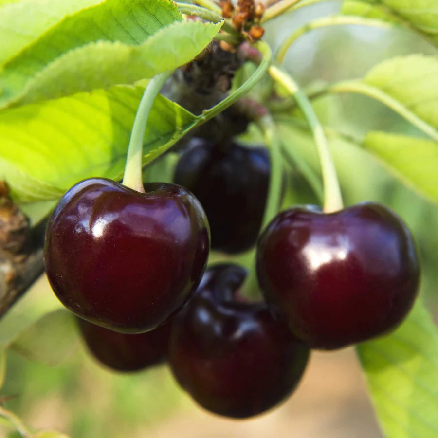 Black Tartarian Sweet Cherry Fruit Seeds for Planting - Growing Sweet and Tasty Cherries in Your Garden