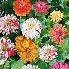 Candy Mix Zinnia Zinnia elegans flower seeds for home garden and planting