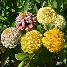 Candy Mix Zinnia Zinnia elegans flower seeds for home garden and planting