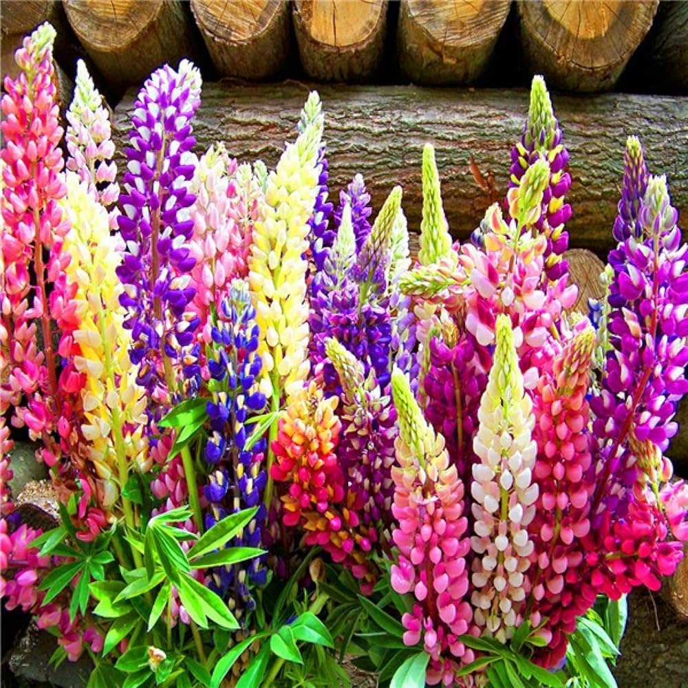 Rainbow Tutti Frutti Lupine Lupinus polyphyllus flower seeds for home garden planting