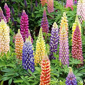 Rainbow Tutti Frutti Lupine Lupinus polyphyllus flower seeds for home garden planting