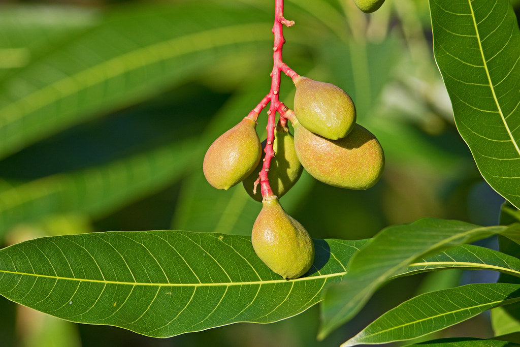 Young Mango Tree (Mangifera indica / Common Name: Mango)