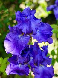 Bonsai Iris Iris germanica flower seeds for indoor pots and planting