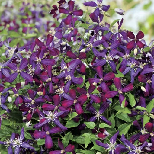 Sweet Summer Love Clematis Seeds Fragrant Multi-Season Flowering Clematis High Germination Garden Seeds heirloom non-gmo seeds