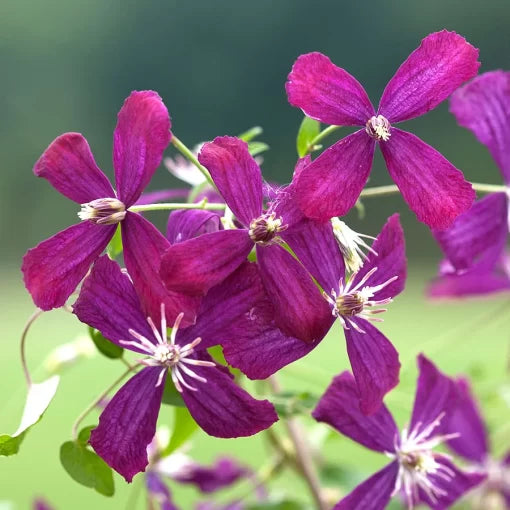 Sweet Summer Love Clematis Seeds Fragrant Purple Climbing Clematis High Germination Garden Seeds heirloom non-gmo seeds