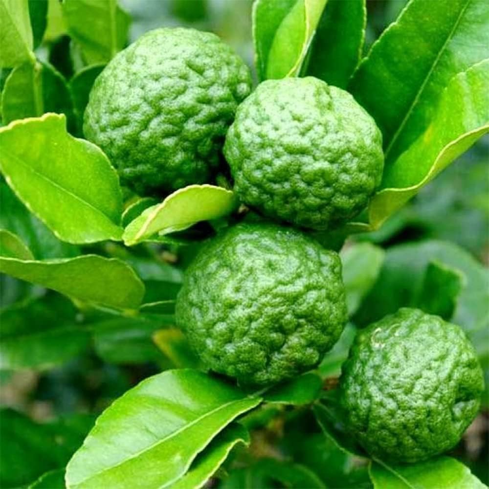 Citrus Hystrix Plant Seeds for Planting and Cultivating Bold and Aromatic Lime Fruits - Heirloom and GMO Free Seeds