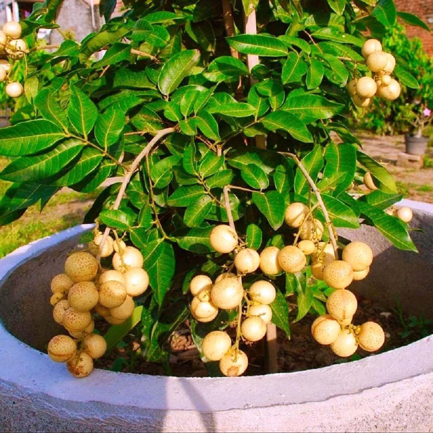 Dragon's Eye Fruit Seeds for Planting - Exotic and Sweet Fruit for Your Garden, GMO Free Seeds