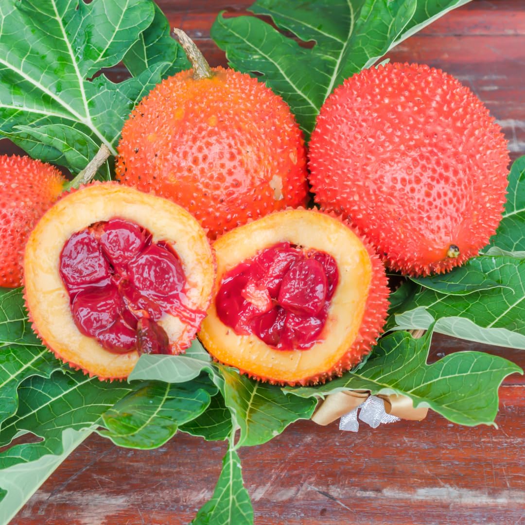 Gac Fruit Seed Variety for Exotic Fruit Lovers