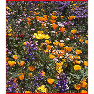 Bulk California Wildflower Seed Mix - Over Seeds for Every Garden – Heirloom, Non-GMO, High Germination Organic Garden Seeds