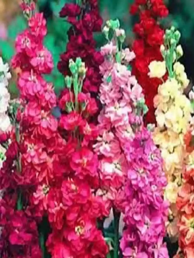 Matthiola Incana Flower Seeds Multi-Color – Heirloom, Non-GMO Seeds for Planting