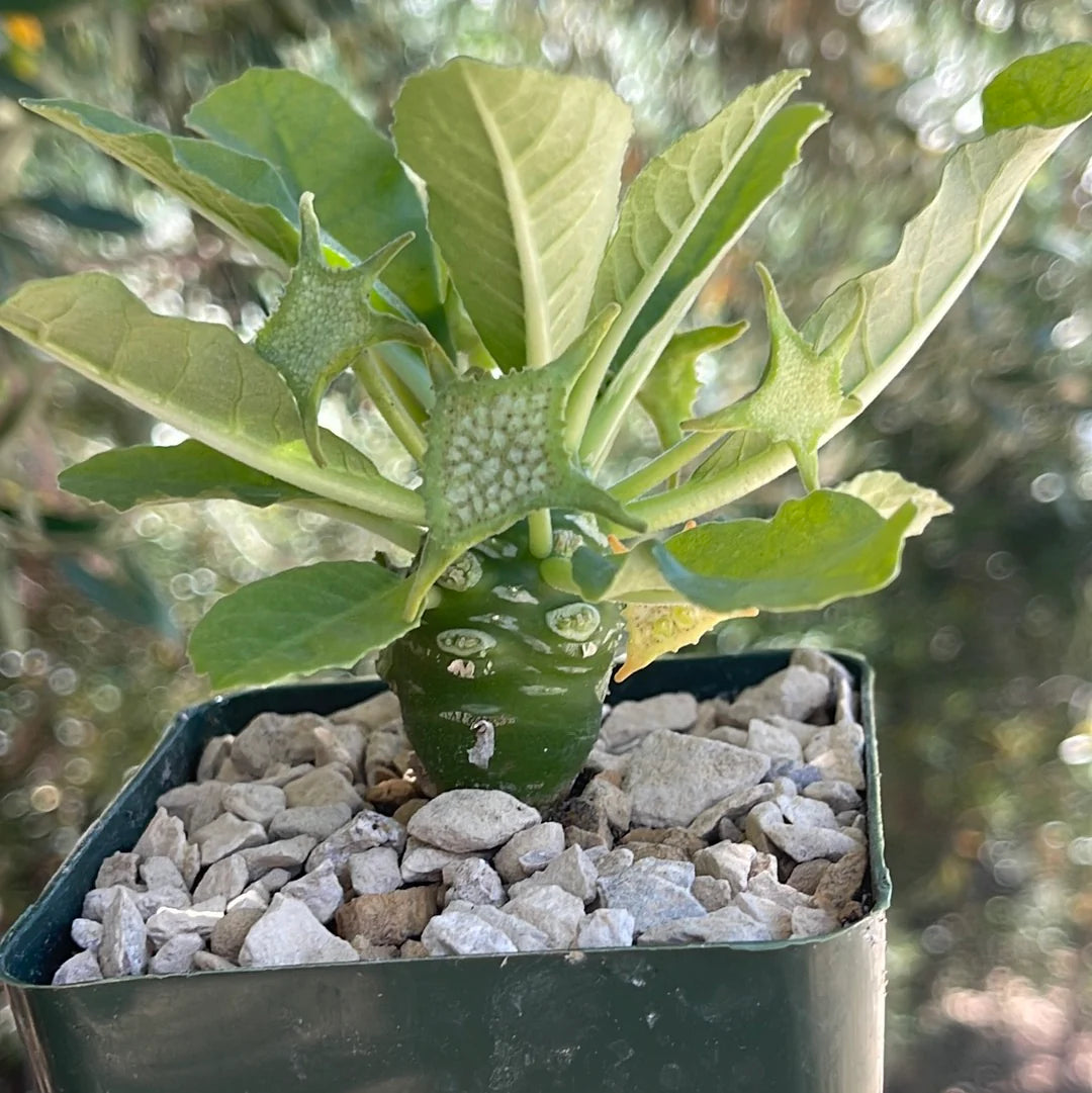 Green Dorstenia Foetida Plant Seeds - Unique and Exotic Plant for Your Yard