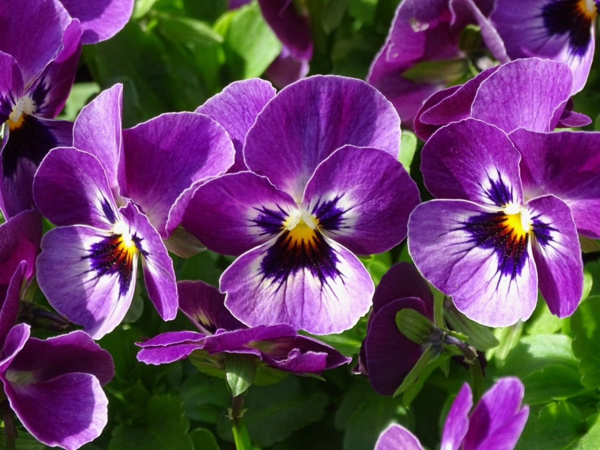 Beaula Seeds - Purple Tricolor – Dharaseeds