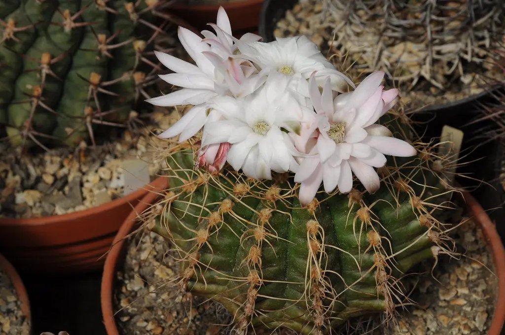 White Gymnocalycium Eurypleurum Flower Seeds for Planting - NON GMO Seeds Dhara Seeds
