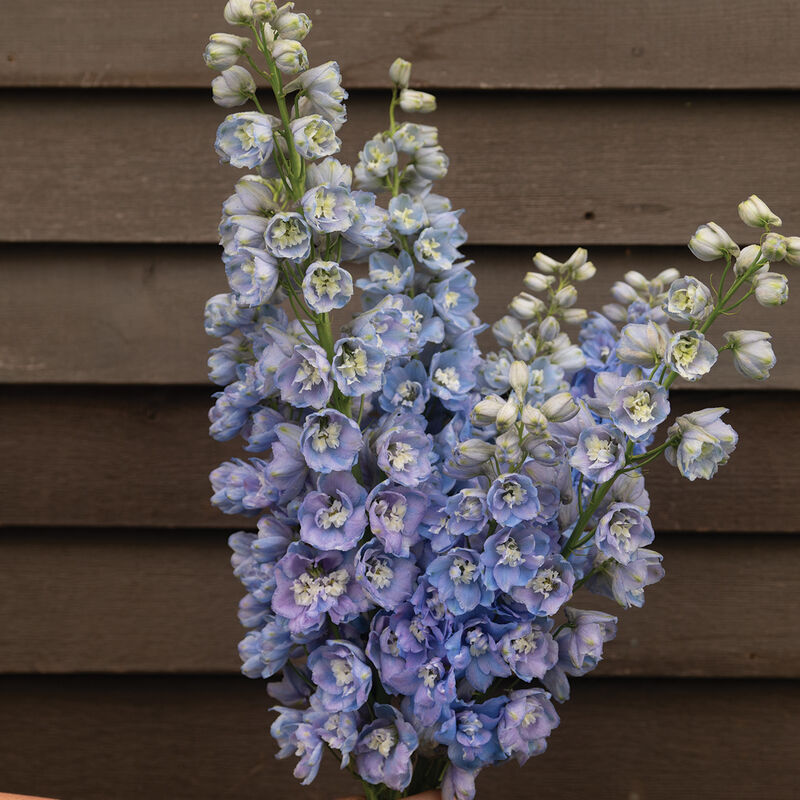 Delphinium Seeds - Magic Fountains Light Blue White Bee