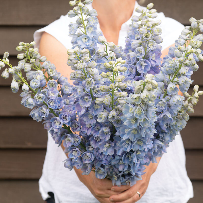 Delphinium Seeds - Magic Fountains Light Blue White Bee