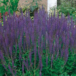 East Friesland Salvia Seeds Deep Violet Hardy Meadow Sage High Germination Garden Seeds heirloom non-gmo seeds