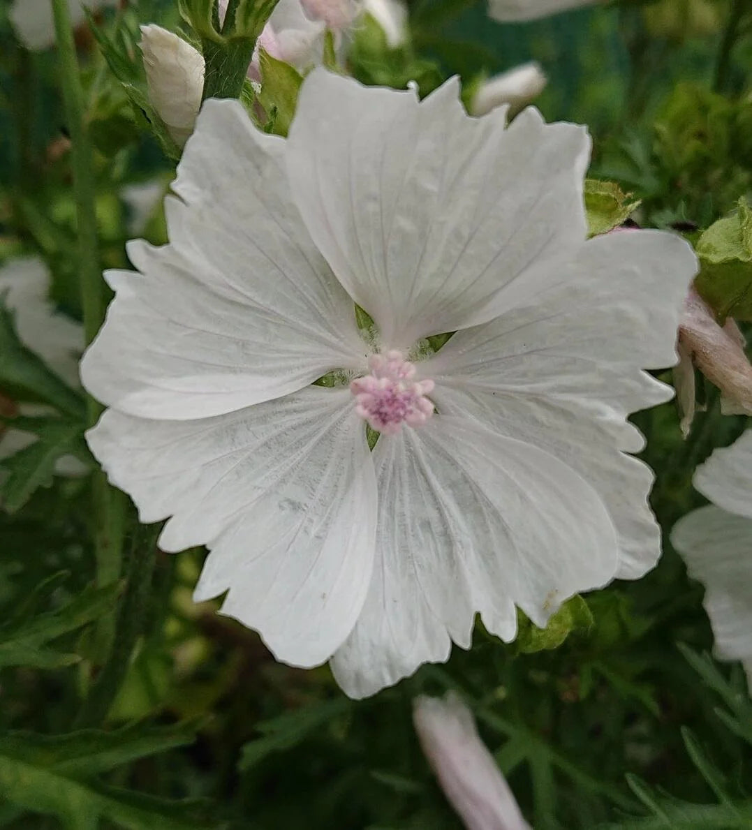 White Perfection with Pink Anthers Malva Flower Seeds – Pure White Blooms with Soft Pink Centers