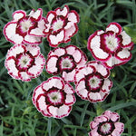 Raspberry Swirl Dianthus Seeds Pink and White Variegated Dianthus High Germination Garden Seeds heirloom non-gmo seeds
