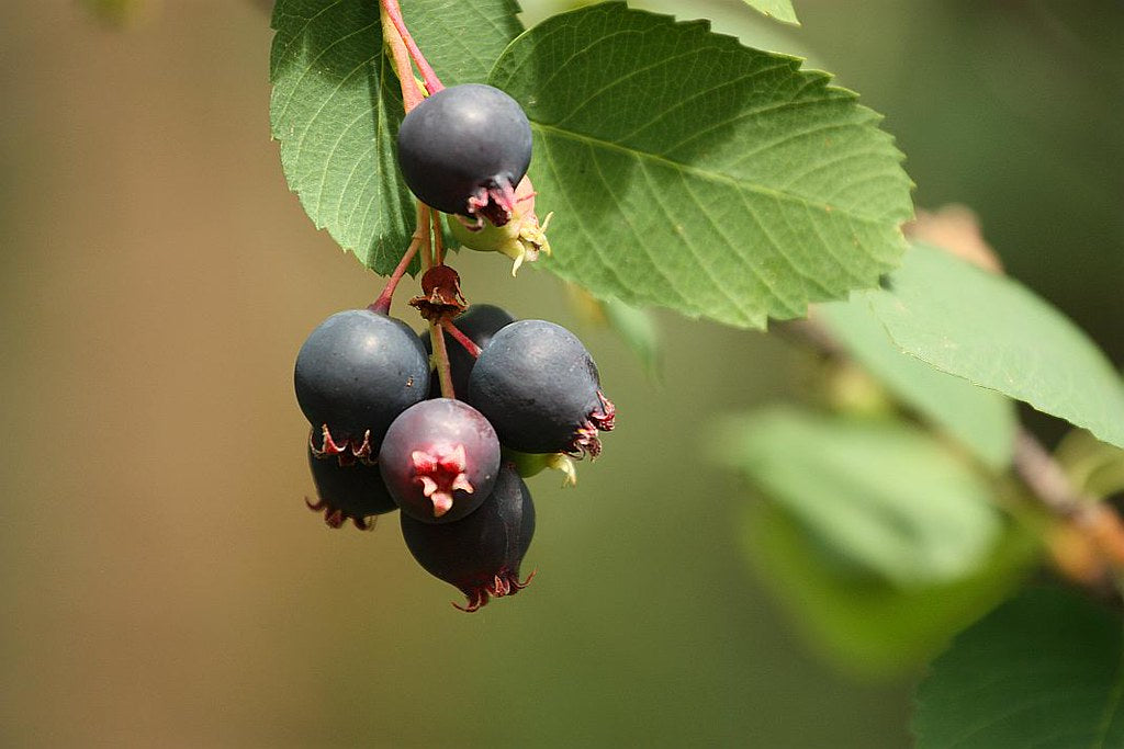 Sarvisberry – Sweet and Tangy Wild Berry