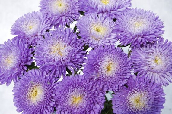 Aster Callistephus Pompon Light Blue Callistephus chinensis flower seeds for pots and decorative planting