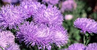 Aster Callistephus Pompon Light Blue Callistephus chinensis flower seeds for pots and decorative planting
