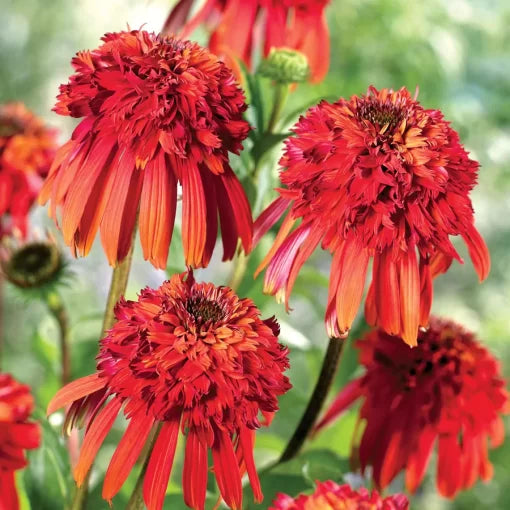 Hot Papaya Coneflower Seeds Double Orange Echinacea Blooms High Germination Garden Seeds heirloom non-gmo seeds