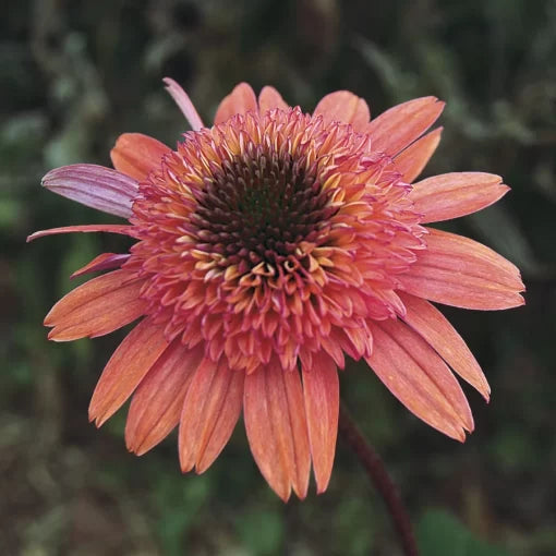Raspberry Truffle Coneflower Seeds Unique Double-Petal Echinacea High Germination Garden Seeds heirloom non-gmo seeds