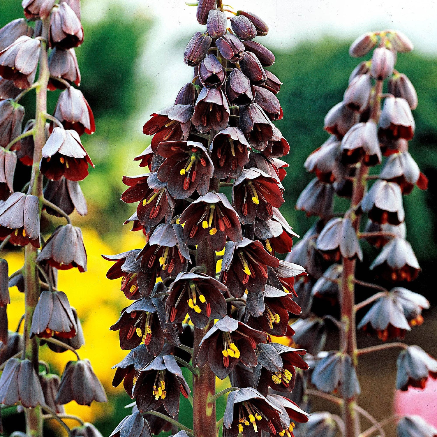 Fritillaria persica Crown Imperial Bulbs