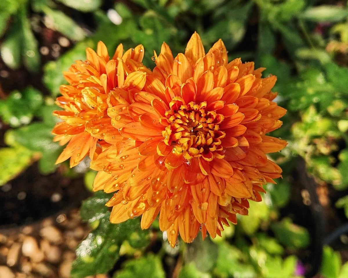 Chrysanthemum Orange Morifolium Flower Seeds for Planting in Home Garden and Backyard Borders