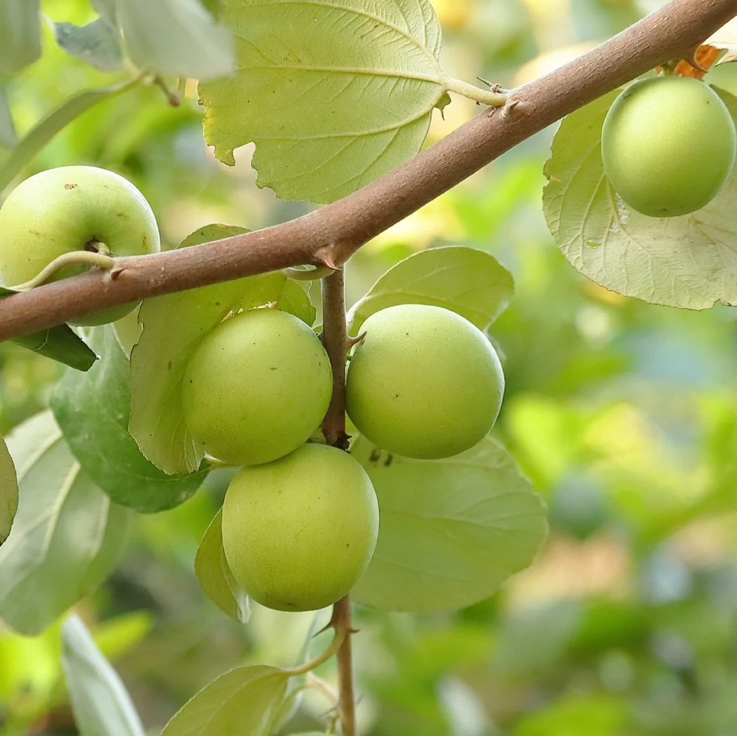 Giant Sweet Jujube Fruit Seeds for Planting Maroon Red - A Unique Fruit for Your Garden, Heirloom Seeds