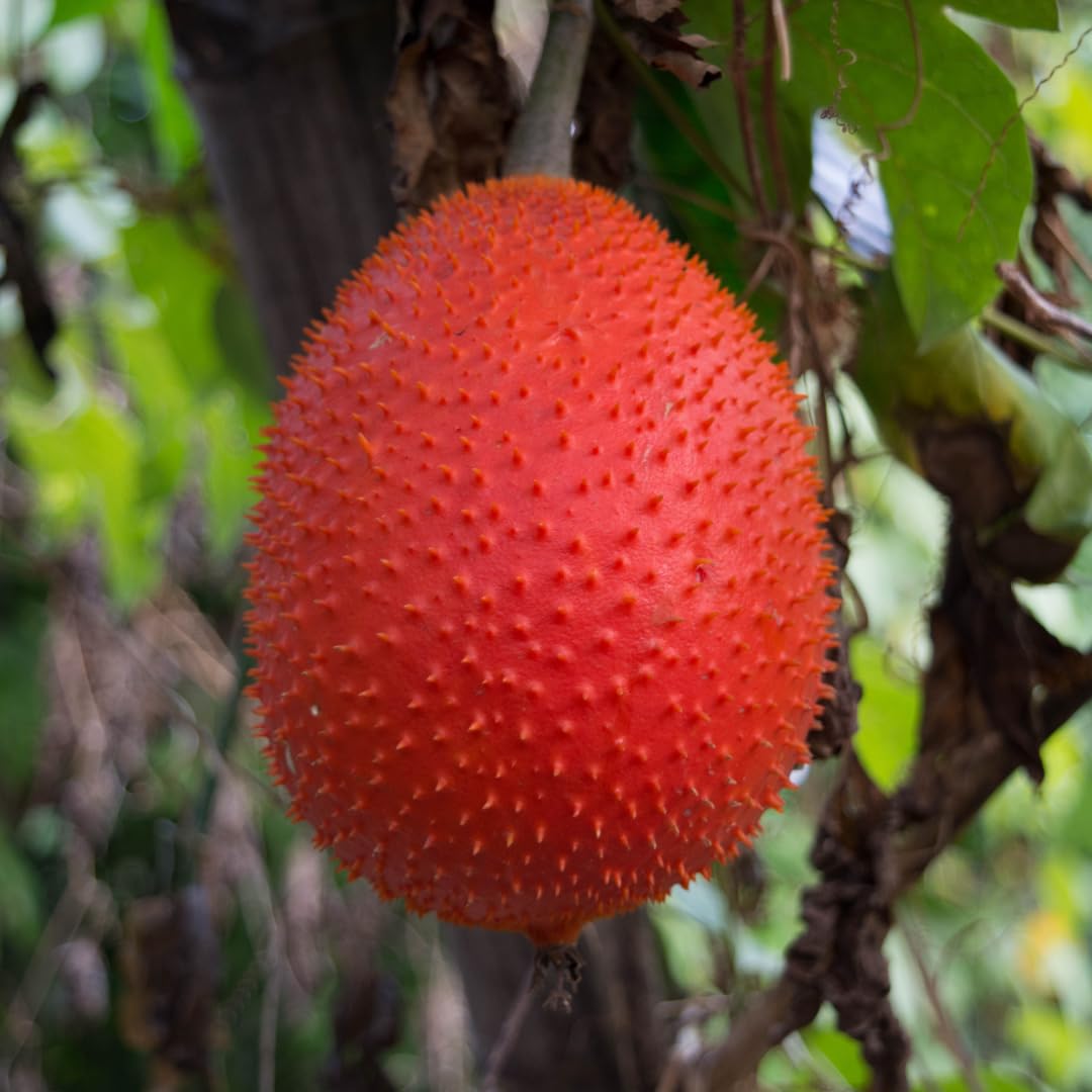 Gac Fruit Seed Variety for Exotic Fruit Lovers