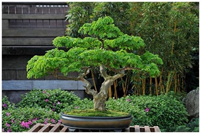 Bonsai Mixed Flower Seeds for Planting in Home Garden
