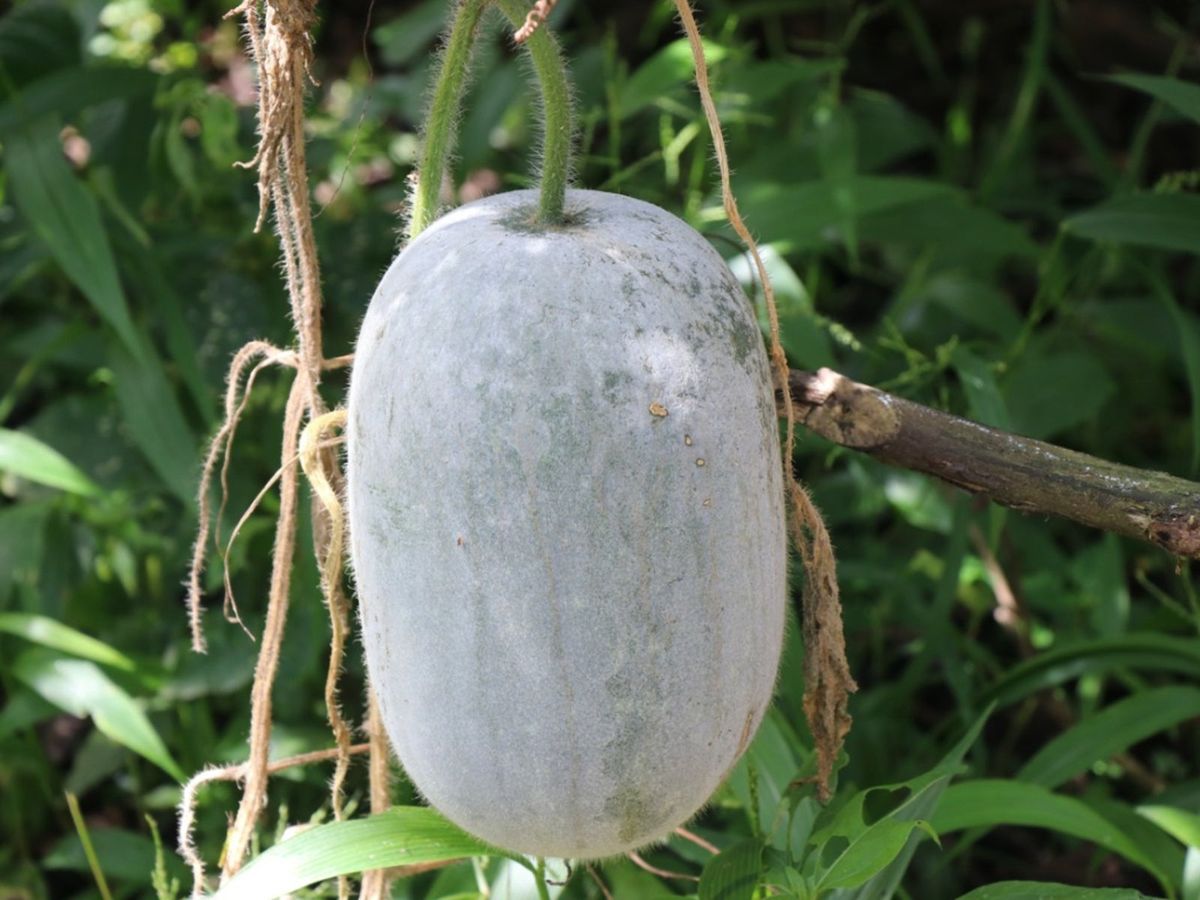 Gourd Melon Vegetable Seeds for Planting