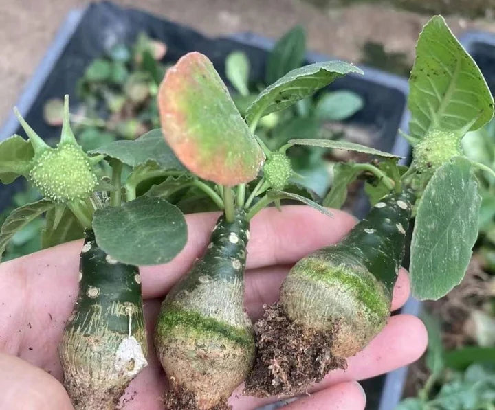 Green Dorstenia Foetida Plant Seeds - Unique and Exotic Plant for Your Yard