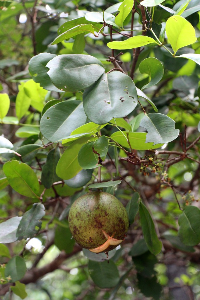 Xylocarpus Granatum (Xylocarpus granatum / Common Name: Cucumber Tree, Mangrove Cucumber)