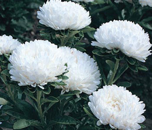 Aster Callistephus Alto Santa Duchessa Callistephus chinensis flower seeds for home garden planting